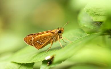 Parnara guttatus (Bremer & Grey, 1852)  稻弄蝶