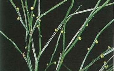 Psilotum nudum 松葉蕨