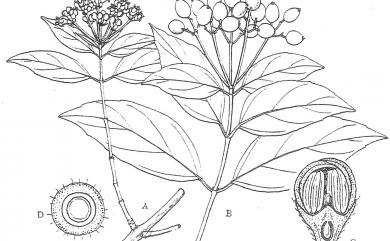 Viburnum foetidum var. rectangulatum 狹葉莢蒾