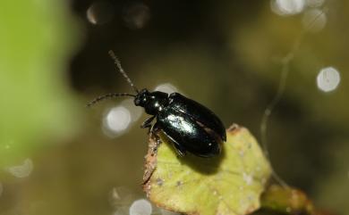 Altica aenea (Olivier, 1808) 深藍葉蚤