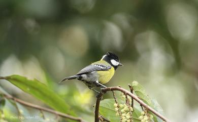 Parus monticolus insperatus (Swinhoe, 1866) 青背山雀