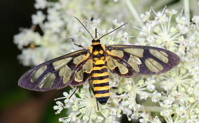 Amata perixanthia (Hampson, 1898)