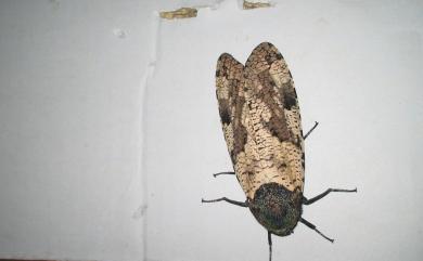 Xyleutes strix (Linnaeus, 1758) 梟斑蠹蛾