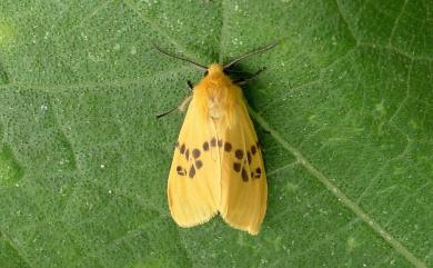 Lemyra moltrechti (Miyake, 1909) 寥點橙燈蛾