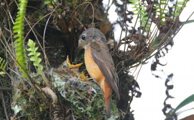 Muscicapa ferruginea (Hodgson, 1845) 紅尾鶲