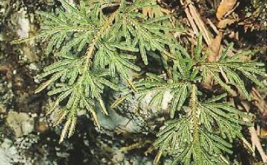 Selaginella stauntoniana 擬密葉卷柏