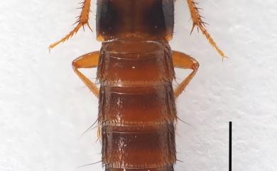 Quwatanabius chiaw (Smetana, 1995)