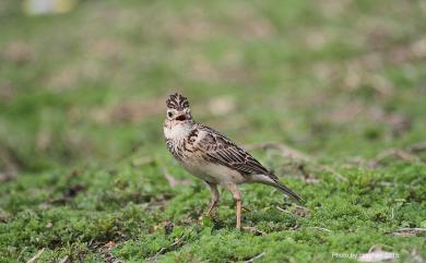 Alauda gulgula wattersi (Swinhoe, 1871) 小雲雀(本島亞種)