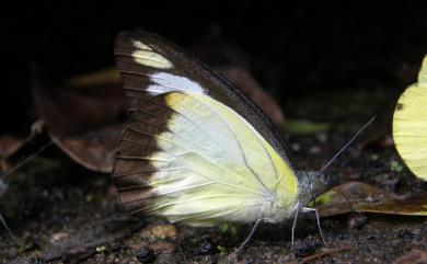 Appias lyncida eleonora 異色尖粉蝶