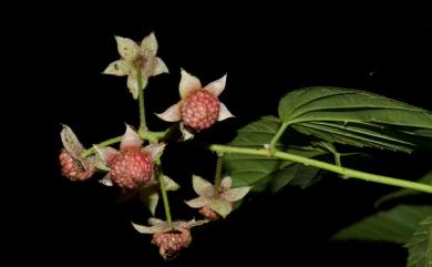 Rubus kawakamii Hayata 桑葉懸鉤子