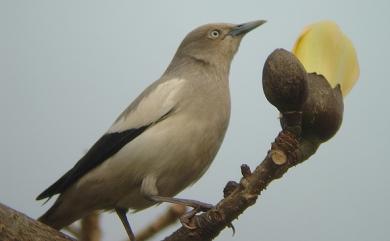 Sturnia sinensis (Gmelin, 1788) 灰背椋鳥