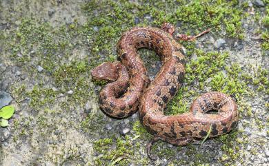 Trimeresurus gracilis Oshima, 1920 菊池氏龜殼花