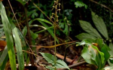 Neottia suzukii (Masam.) Szlach. 鈴木氏雙葉蘭