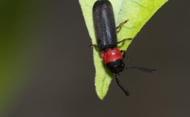 Cleridae Latreille, 1802 郭公蟲科
