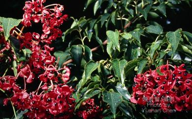 Euscaphis japonica (Thunb.) Kanitz 野鴉椿