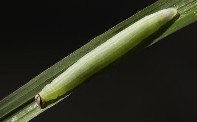 Borbo cinnara Walker, 1866 禾弄蝶