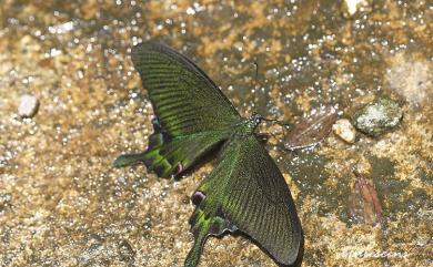 Papilio hopponis Matsumura, 1907 雙環翠鳳蝶