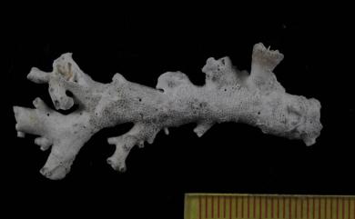 Caryophyllia rugosa Moseley, 1881 皺折葵珊瑚