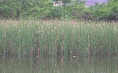 Typha angustifolia 水燭