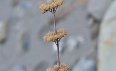 Caryopteris incana (Thunb. ex Houtt.) Miq. 灰葉蕕