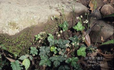 Pimpinella diversifolia 三葉茴香