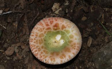 Russula 紅菇屬