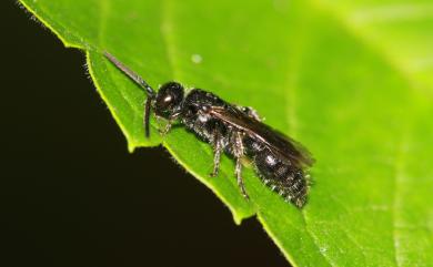 Scoliidae 土蜂科