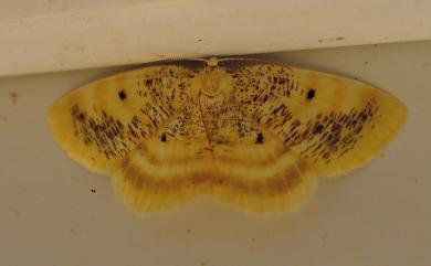 Euchristophia cumulata meridionalis Inoue, 1986 碎黑黃尺蛾