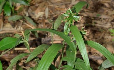 Tropidia nanhuae 南化摺唇蘭