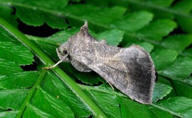 Chrysodeixis heberachis (Strand, 1920) 煙銀輝夜蛾
