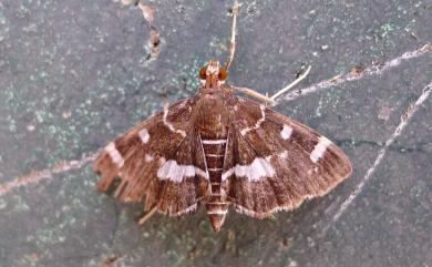 Hymenia perspectalis (Hübner, 1796) 雙白帶野螟