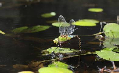 Anax panybeus Hagen, 1867 麻斑晏蜓