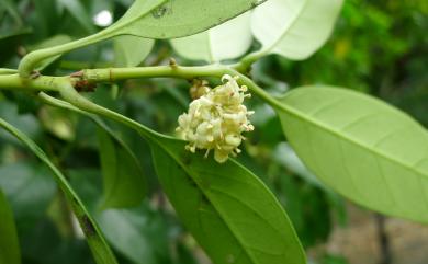 Osmanthus matsumuranus 大葉木犀