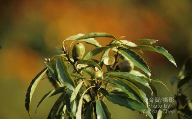 Quercus glauca var. glauca 青剛櫟