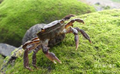 Hemigrapsus sanguineus (De Haan, 1835) 肉球近方蟹