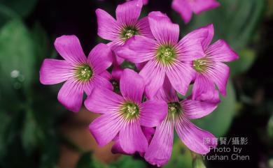 Oxalis corymbosa DC. 紫花酢漿草