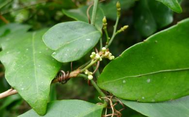 Glycosmis parviflora var. erythrocarpa 長果山桔