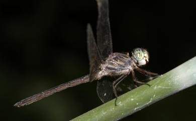 Cratilla lineata assidua 線紋蜻蜓