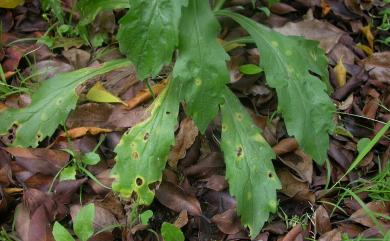 Cercosporella virgaureae 細枝小尾孢菌