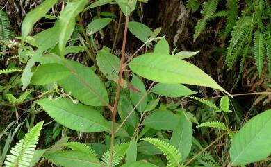 Alniphyllum pterospermum Matsum. 假赤楊