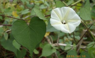 Ipomoea obscura Ker Gawl. 姬牽牛