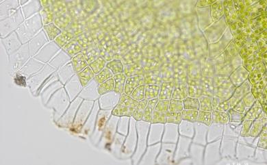Cololejeunea stylosa 副體疣鱗蘚