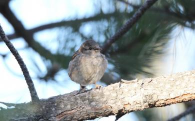 Passer domesticus domesticus (Linnaeus, 1758) 家麻雀