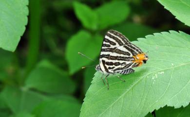 Spindasis lohita formosanus (Matsumura, 1919) 虎灰蝶