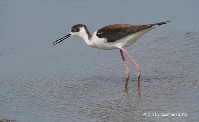 Himantopus himantopus (Linnaeus, 1758) 高蹺鴴