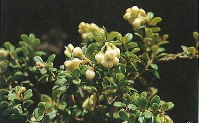 Vaccinium merrillianum Hayata 高山越橘