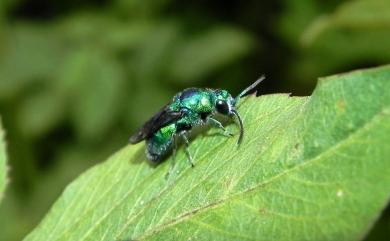 Stilbum cyanurum (Forster, 1771)