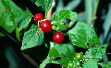 Lycianthes biflora (Lour.) Bitter 雙花龍葵