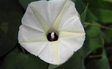 Ipomoea obscura 野牽牛