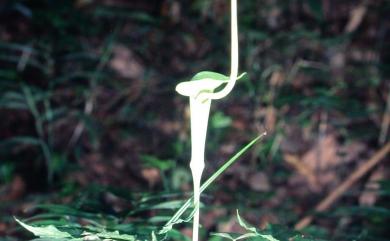 Arisaema heterophyllum Blume 羽葉天南星